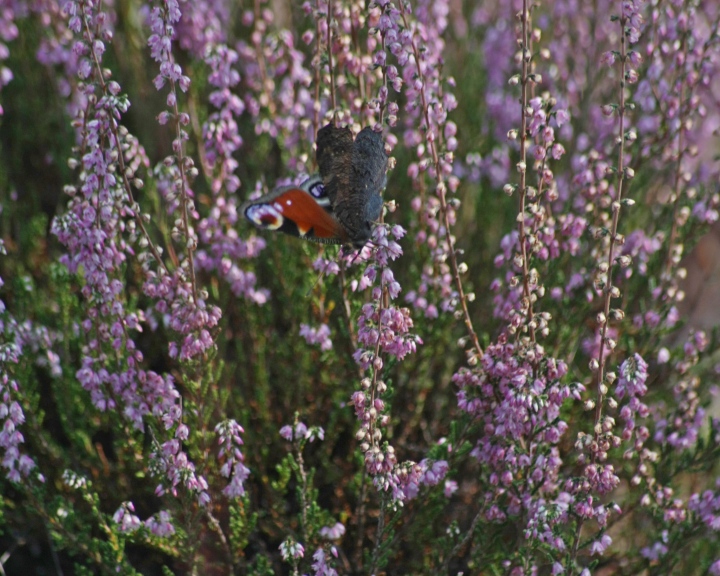 Aglais io e Maniola jurtina su brugo (Calluna vulgaris - Ericaceae)